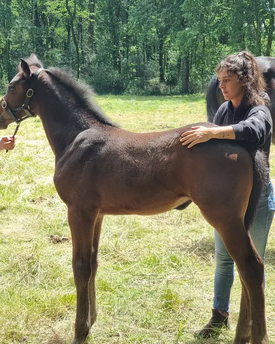 Poulain examiné au pré lors d'une journée de terrain de Mélanie Pey, ostéopathe animalier à Mios