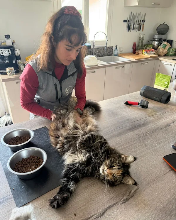 Chat à poil long installé sur le plan de travail de sa cuisine pendant une séance d'ostéopathie