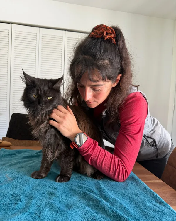 Chat noir à poil long traité en techniques douces sur une serviette, sans contention