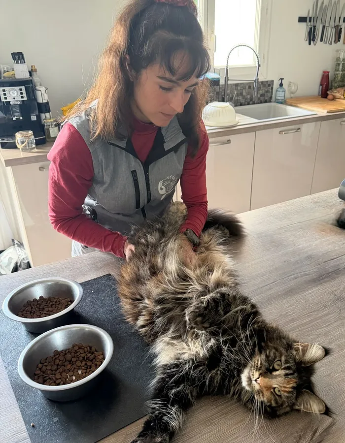 Séance d'ostéopathie féline dans la cuisine familiale, le chat allongé sans contention