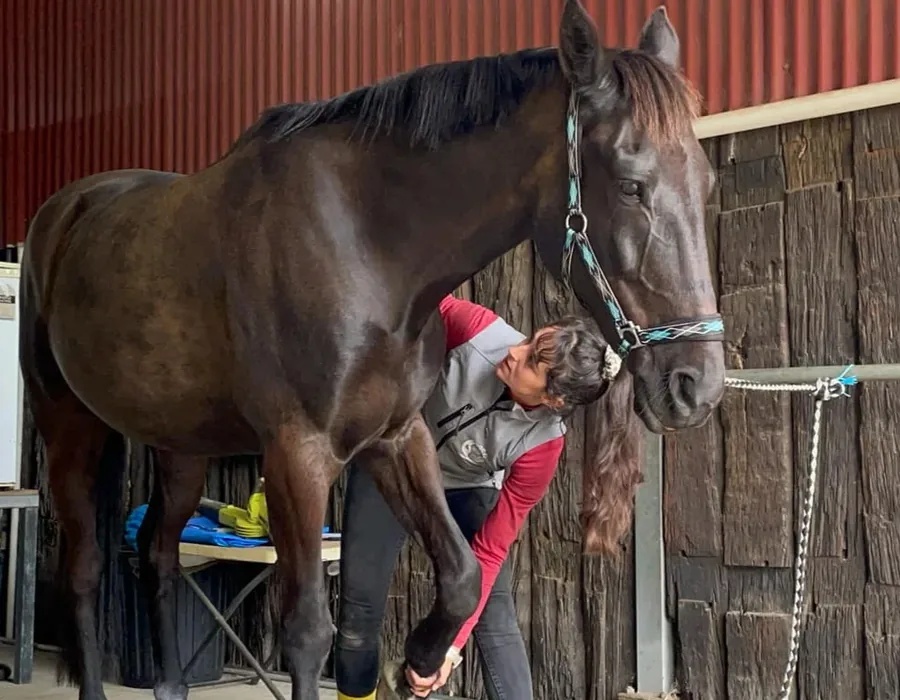 Séance d'ostéopathie équine sous le hangar d'une écurie de propriétaires du Val de l'Eyre