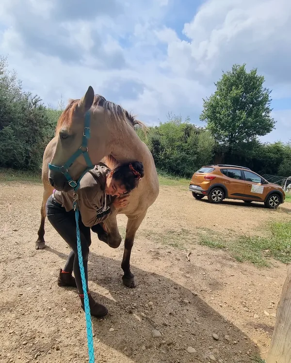 Cheval alezan présenté en main sur un chemin de sable avant sa séance d'ostéopathie équine