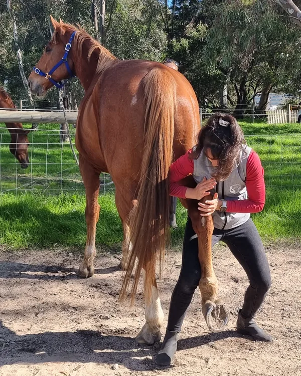 Travail d'un postérieur sur un cheval alezan au pré, pendant une journée en écurie