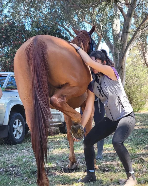 Test de mobilité d'un postérieur sur un cheval alezan, signe d'appel pour une consultation d'ostéopathie équine