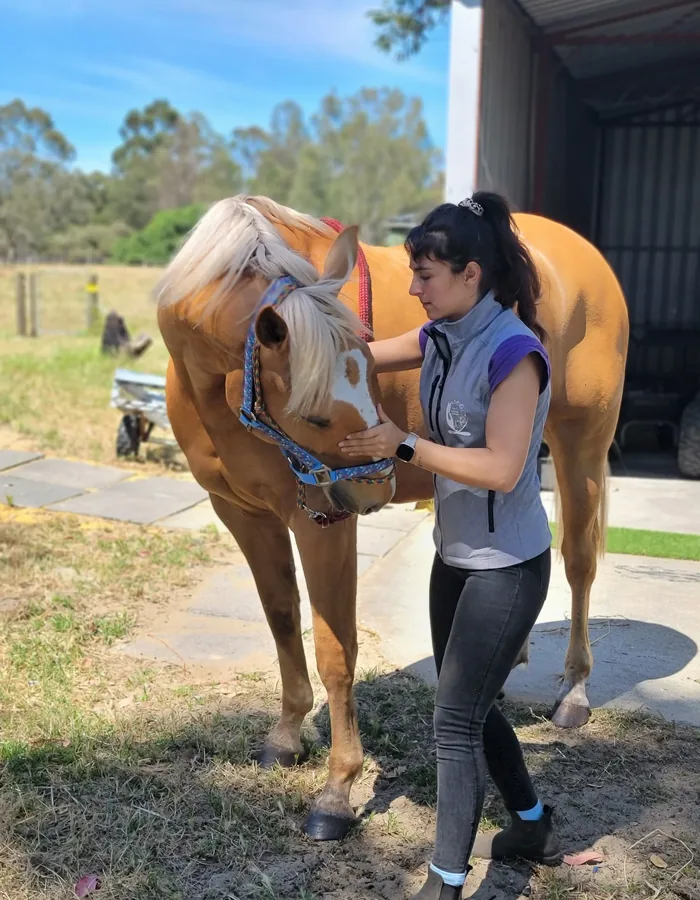 Présentation en main d'un cheval palomino sous un hangar avant l'examen ostéopathique