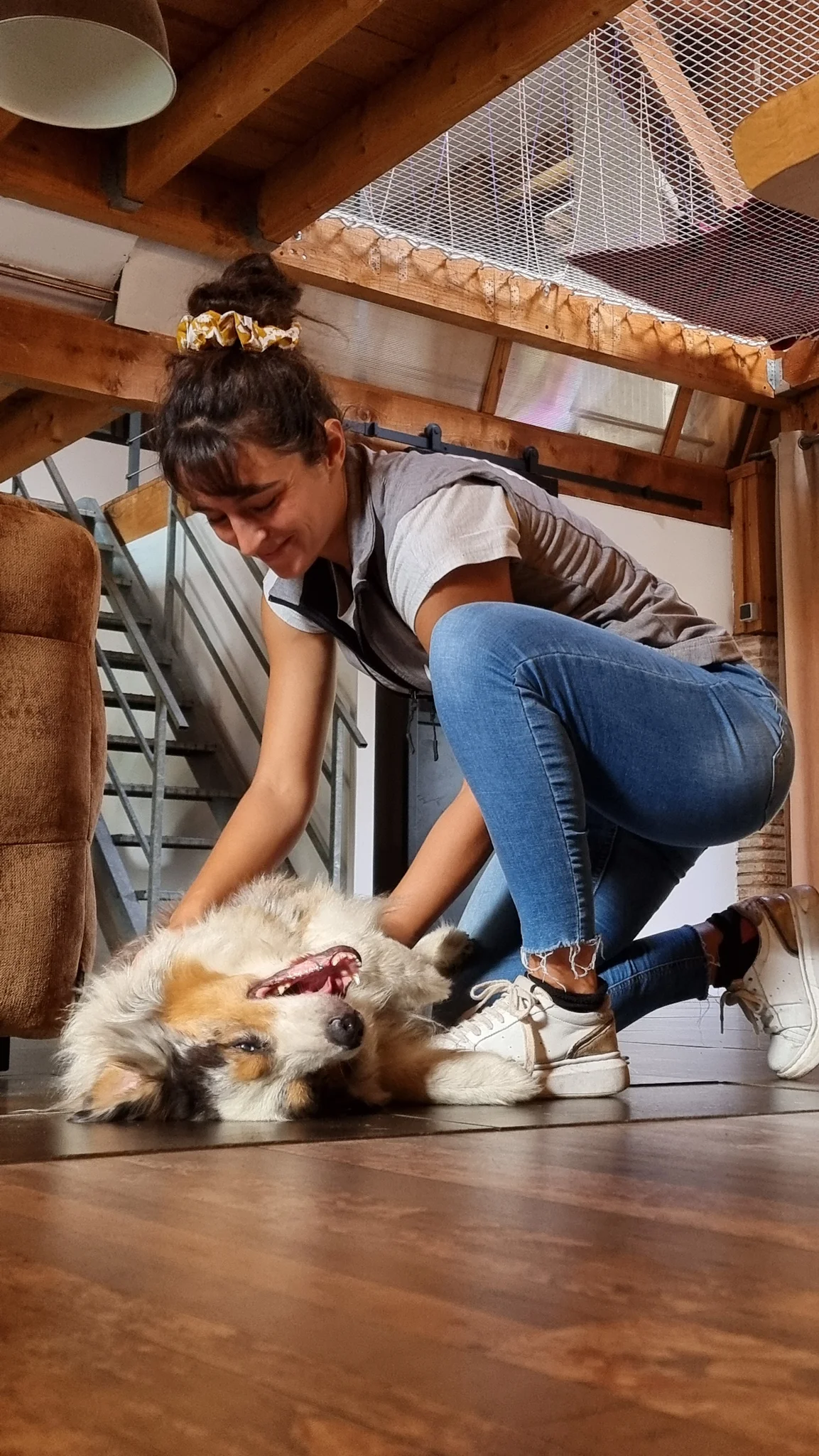 Berger australien couché sur le dos, en confiance, pendant une séance d'ostéopathie canine