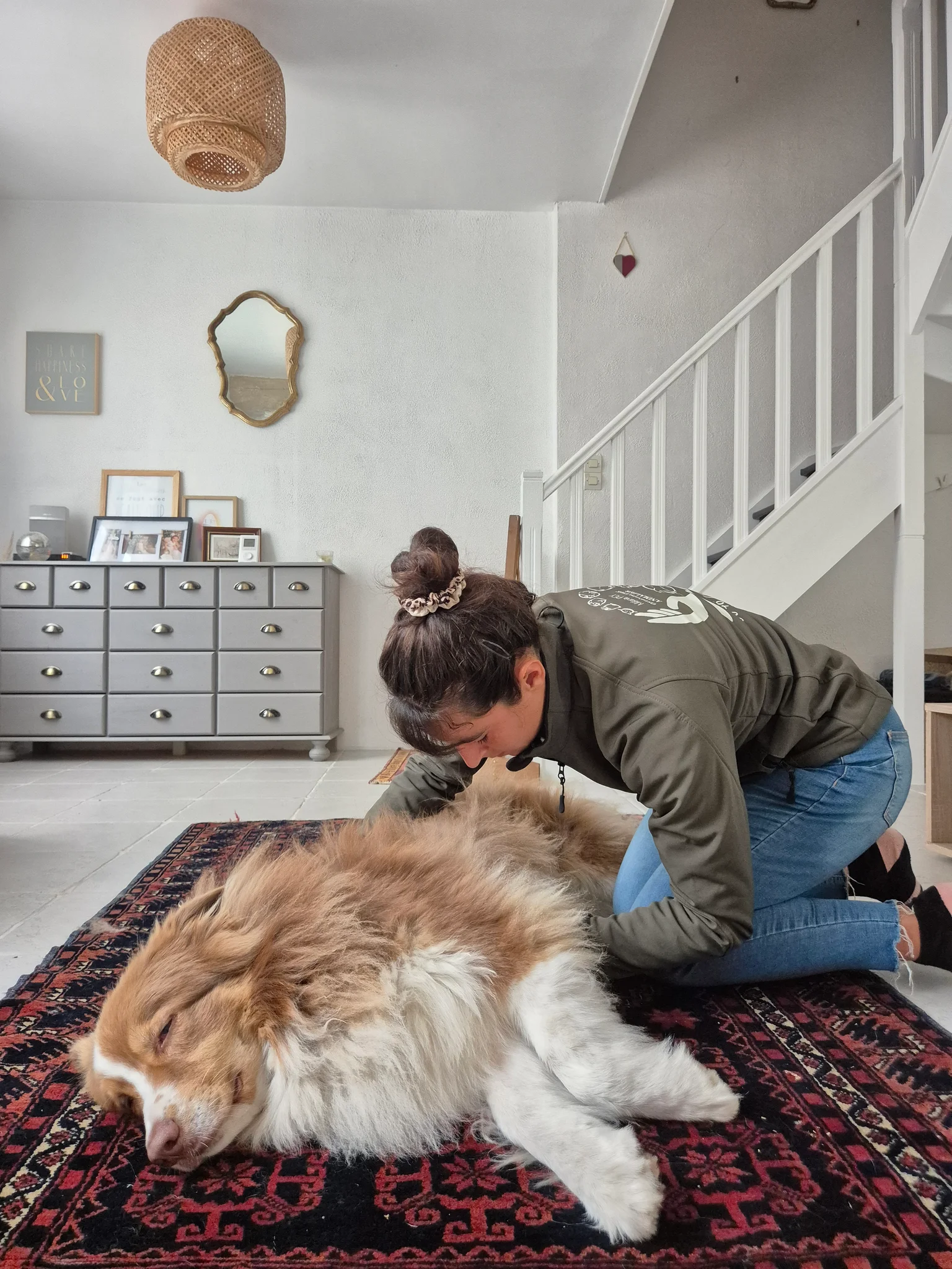 Ostéopathie canine à Mios : berger australien allongé sur un tapis, détendu pendant sa séance à domicile
