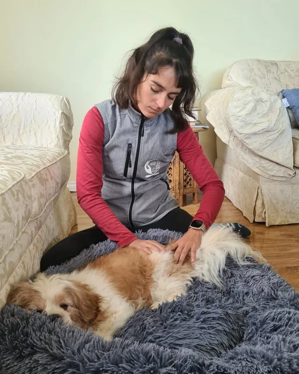 Chien allongé et détendu dans son panier pendant une séance d'ostéopathie canine