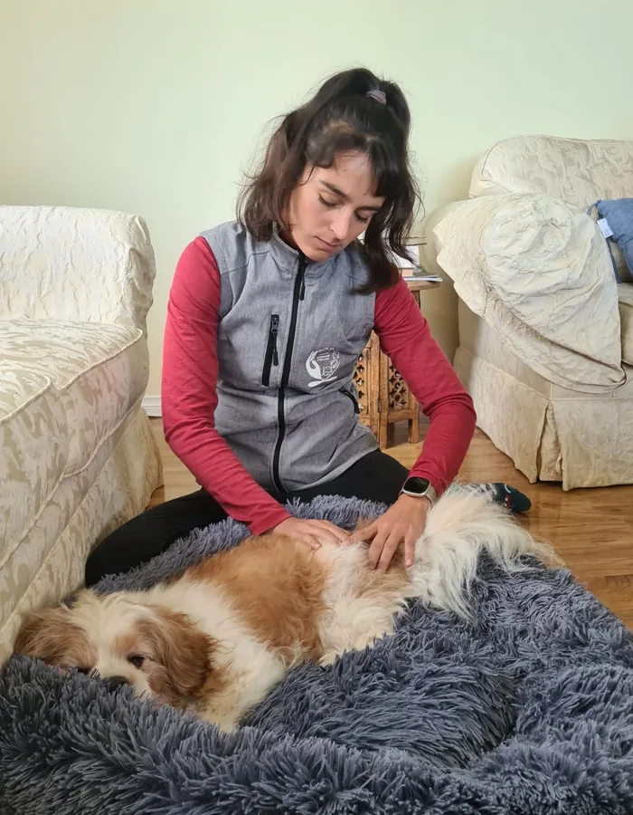 Chien allongé et détendu dans son panier pendant une séance d'ostéopathie canine à domicile