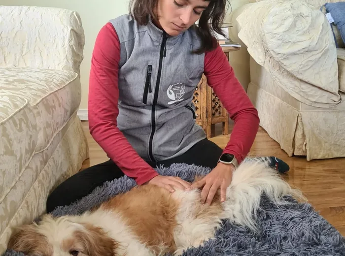 Chien senior installé dans son panier pendant une séance d'ostéopathie de confort
