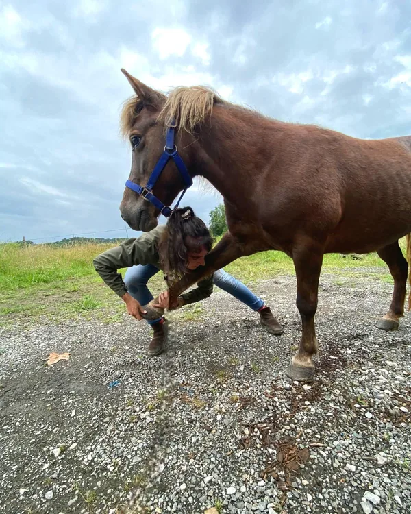 Consultation d'ostéopathie équine à l'écurie, sur le secteur de Mios