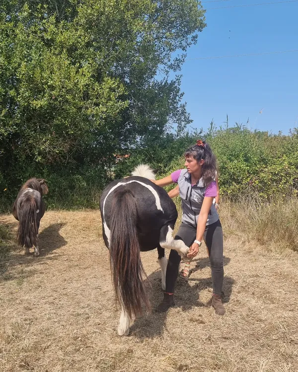 Mélanie Pey conduisant un poney pie en main sur un chemin de sable avant sa séance d'ostéopathie