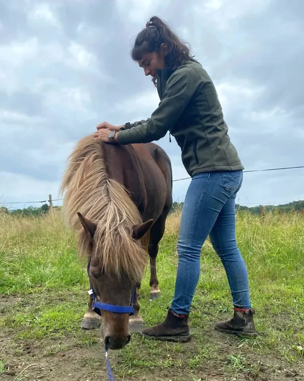 Travail du dos d'un poney shetland au pré pendant une tournée d'ostéopathie animale