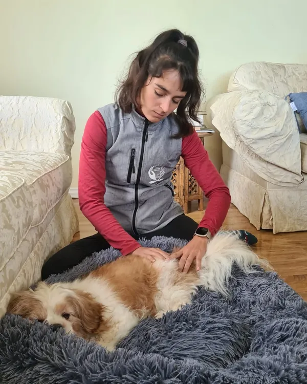 Séance d'ostéopathie canine à domicile pour un chien allongé et détendu dans son panier