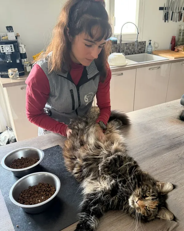 Séance d'ostéopathie féline pour un chat à poil long allongé sur le plan de travail de sa cuisine
