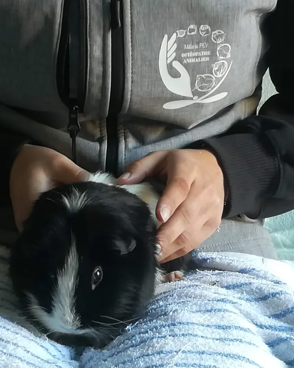 Palpation en pression minimale d'un cochon d'Inde tenu au creux des mains pendant une séance NAC
