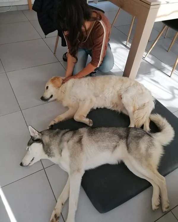 Consultation d'ostéopathie à domicile auprès de deux chiens allongés côte à côte sur leurs tapis