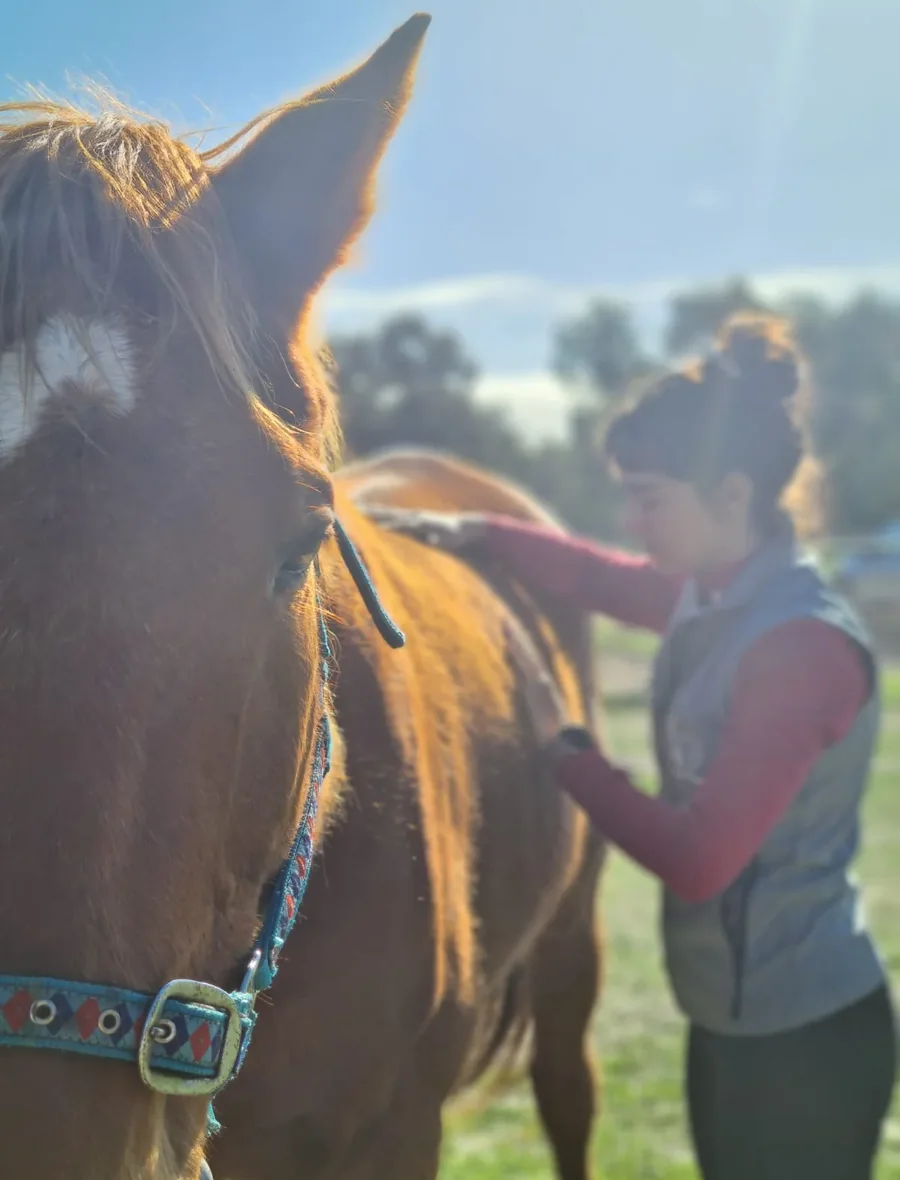 Mélanie Pey, ostéopathe animalier à Mios, les mains posées sur le dos d'un cheval alezan dans un pré au soleil levant