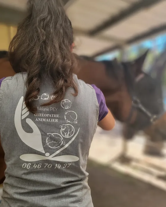 Tenue de travail de Mélanie Pey floquée du logo Ostéopathe animalier lors d'une séance en écurie