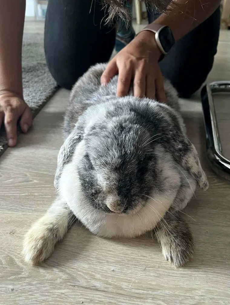 Palpation lombaire d'un lapin bélier gris et blanc allongé sur le sol de son salon