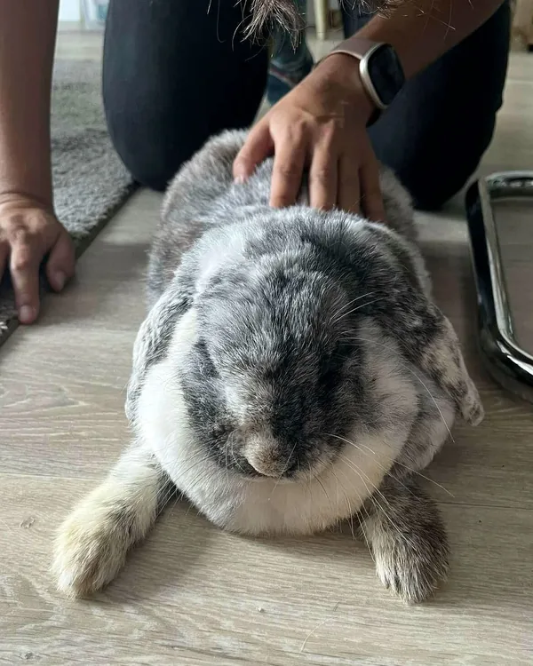 Lapin mobilisé du bout des doigts, sans contention prolongée