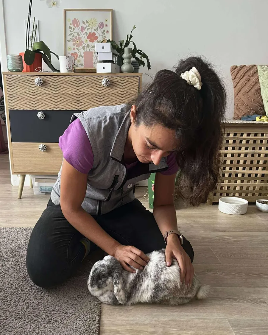 Ostéopathie pour NAC à Mios : séance pour un lapin bélier allongé sur un tapis dans le salon de ses propriétaires