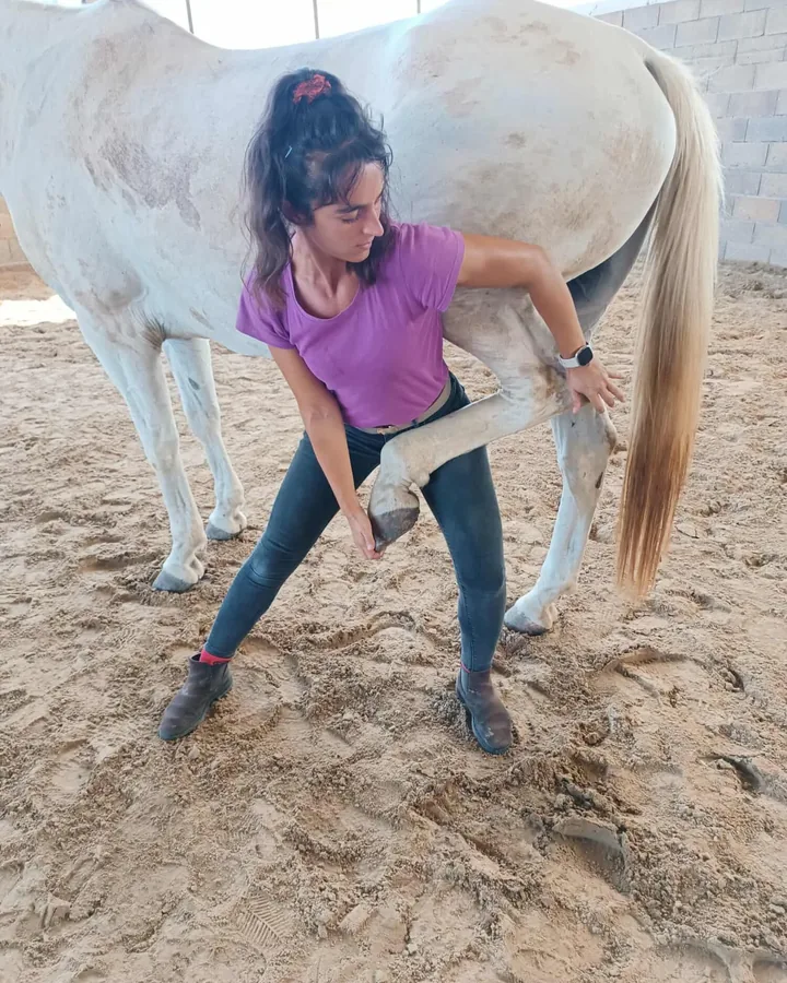 Test de mobilité d'un postérieur sur un cheval gris, signe d'appel pour une consultation d'ostéopathie
