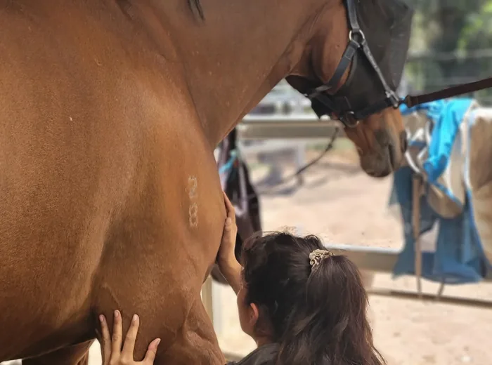 Palpation segment par segment de la colonne d'un cheval pendant les tests de mobilité