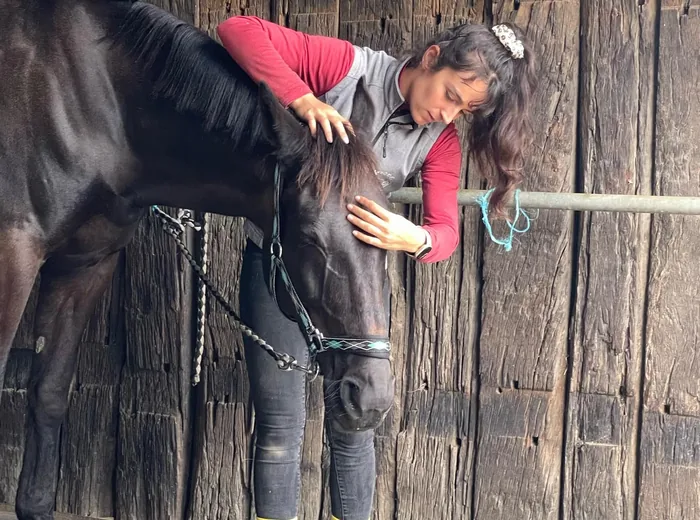 Traitement manuel en techniques fonctionnelles sur un cheval noir à l'écurie