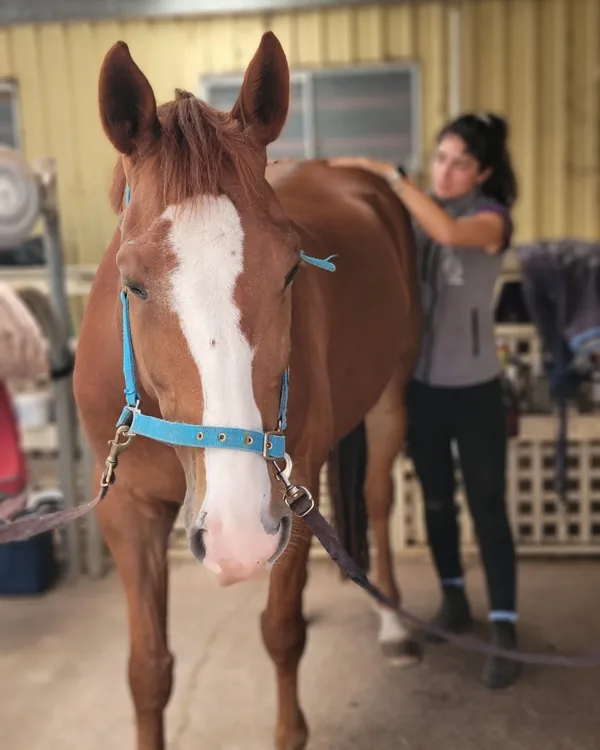 Cheval alezan présenté de face avant l'observation statique d'une séance d'ostéopathie