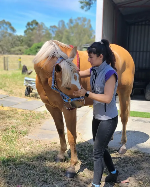 Présentation en main d'un cheval sur un sol plat, le jour de la tournée