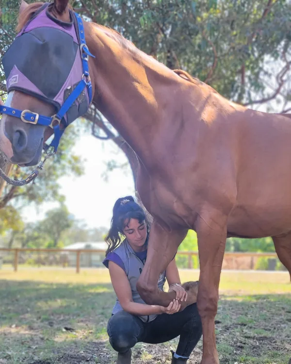 Halte suivante de la tournée : consultation auprès d'un cheval alezan au pré