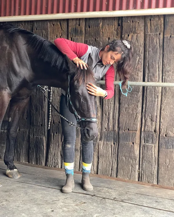 Mobilisation d'un cheval bai à l'écurie lors d'une journée de suivi équin