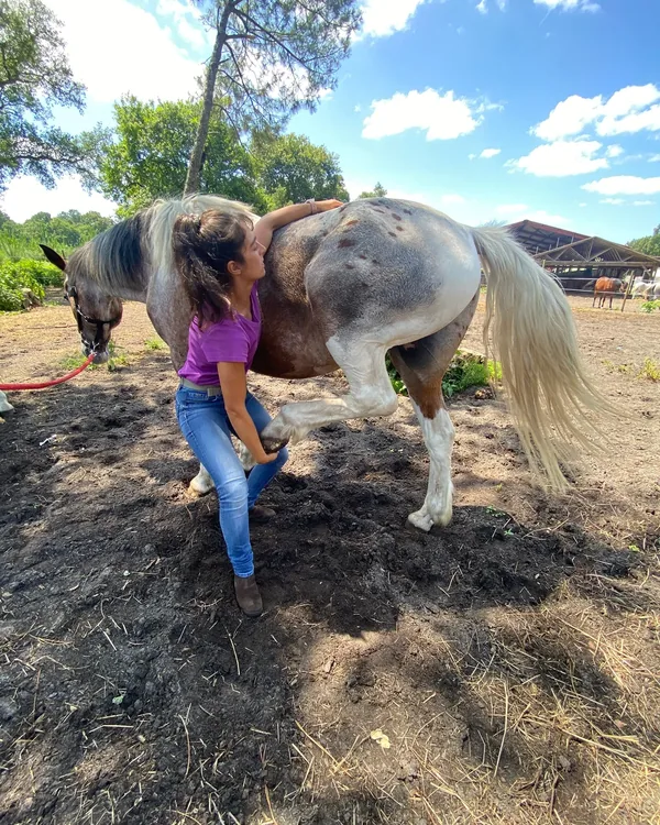 Départ de tournée depuis Mios, premier cheval de la journée au pré