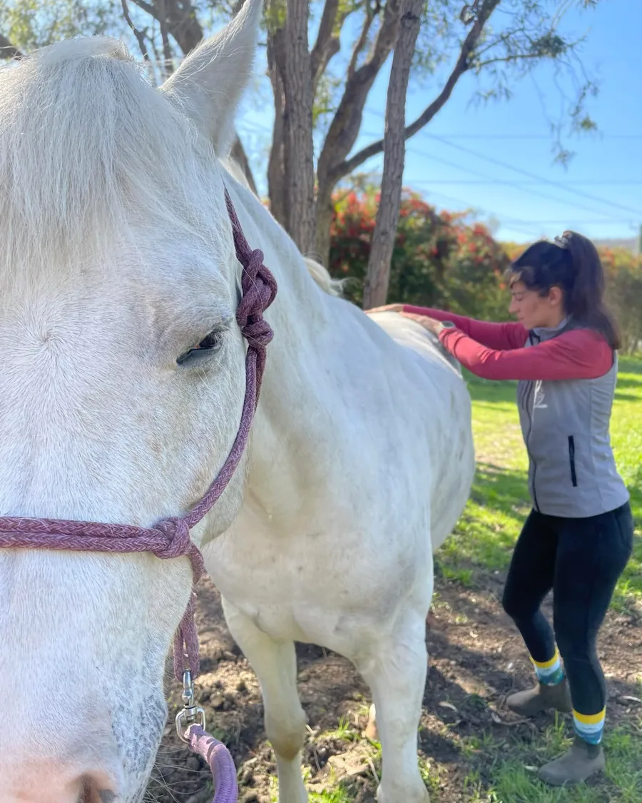 Tournée d'ostéopathie animale : séance auprès d'un cheval gris au pré, sur le secteur du Val de l'Eyre