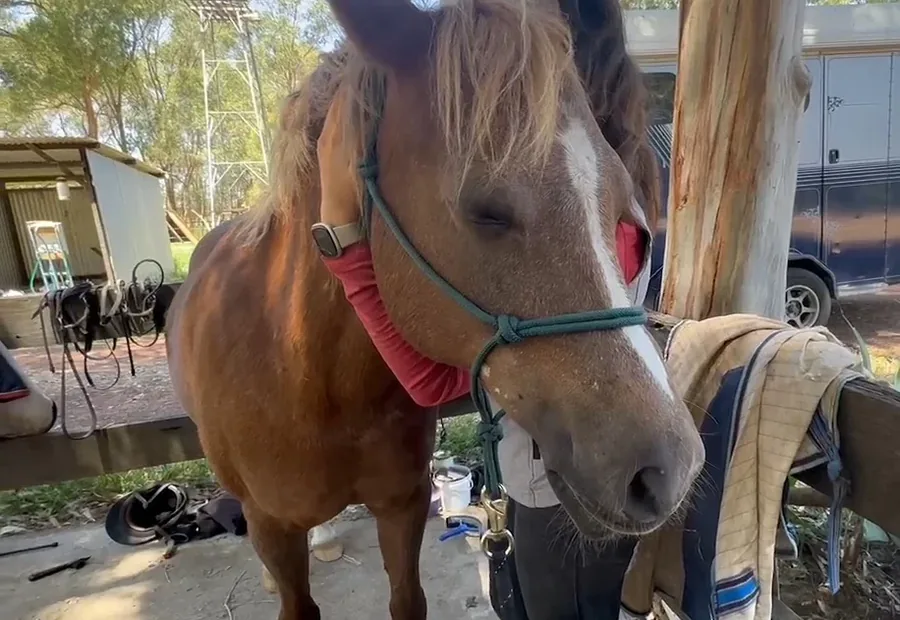 Cheval préparé au licol dans une écurie avant le passage de l'ostéopathe en tournée
